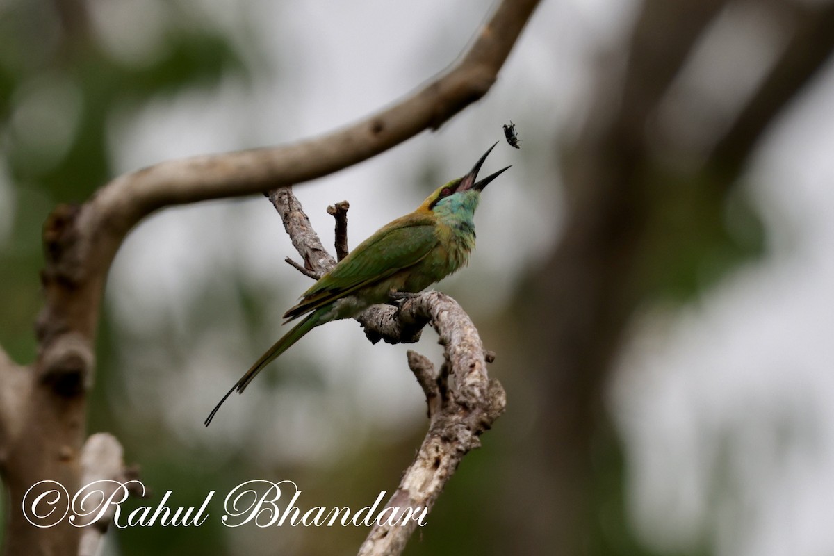 Asian Green Bee-eater - ML620367772