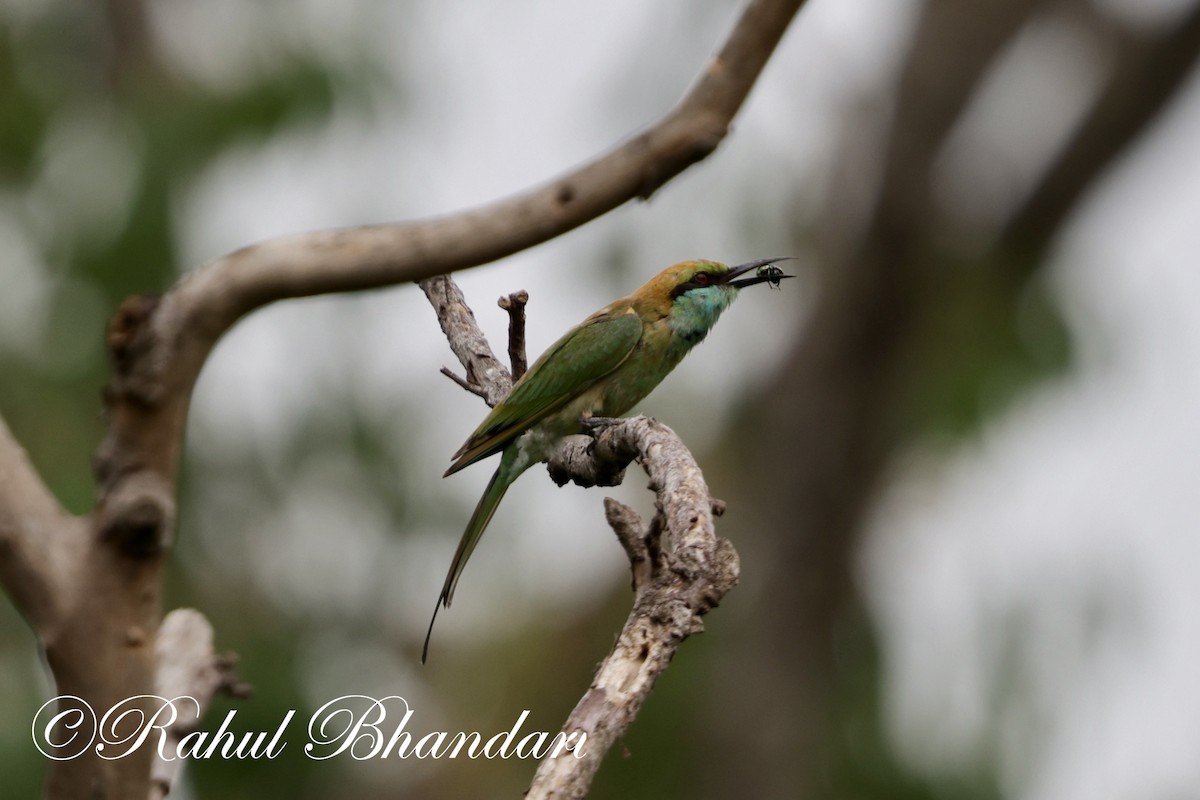Asian Green Bee-eater - ML620367773