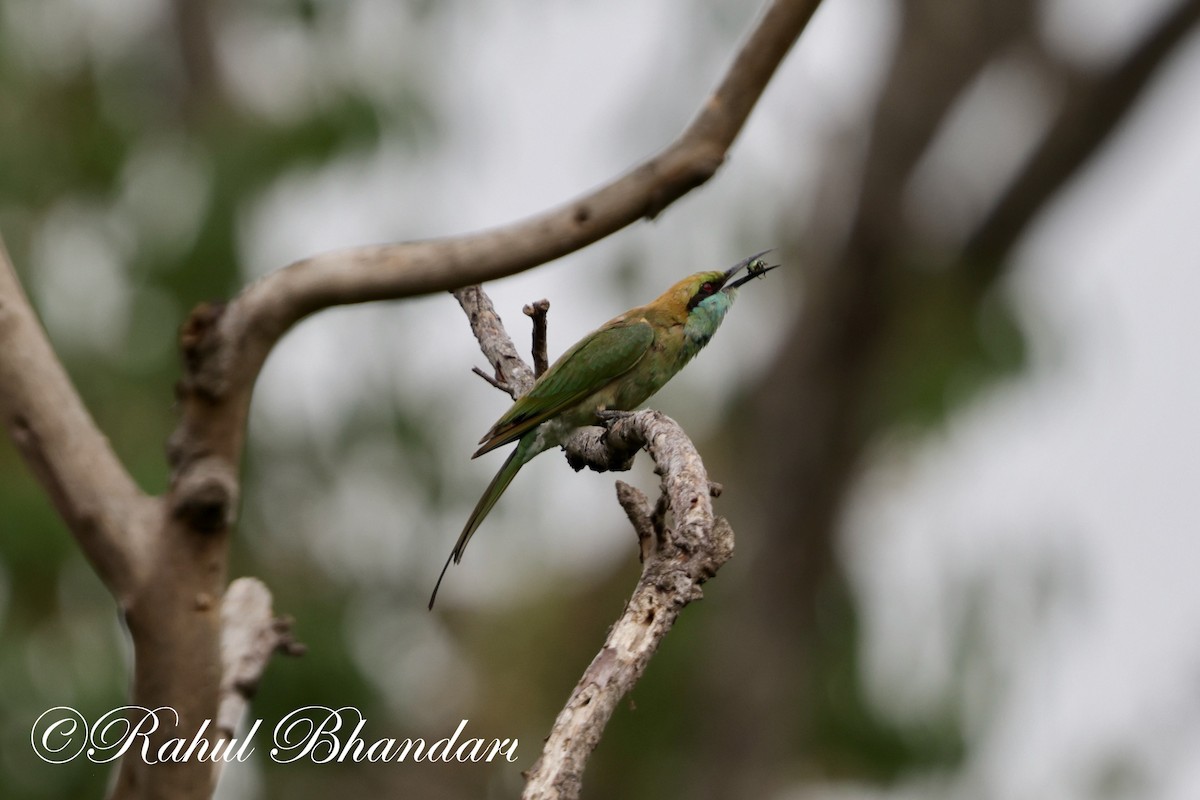 Asian Green Bee-eater - ML620367774