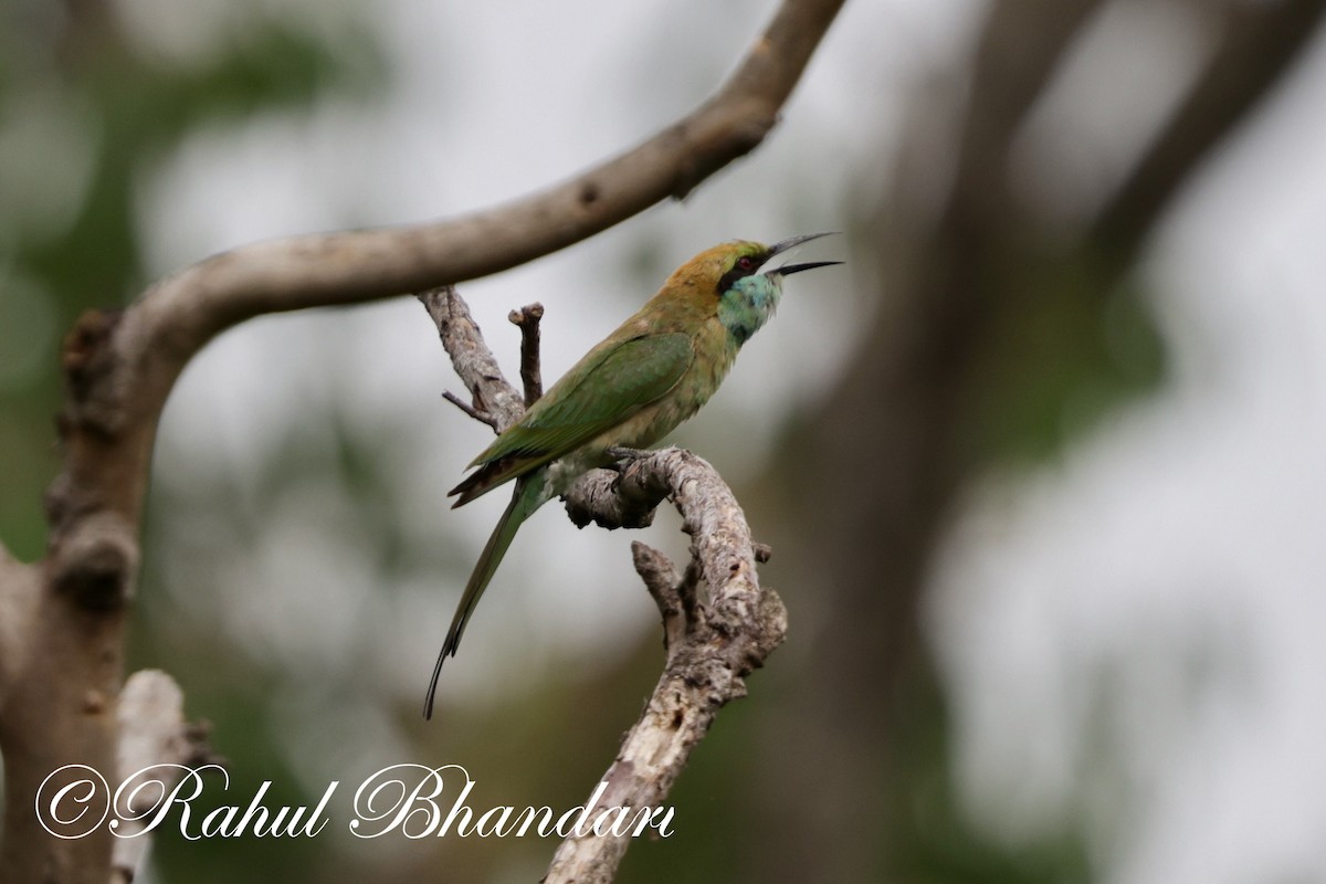 Asian Green Bee-eater - ML620367775