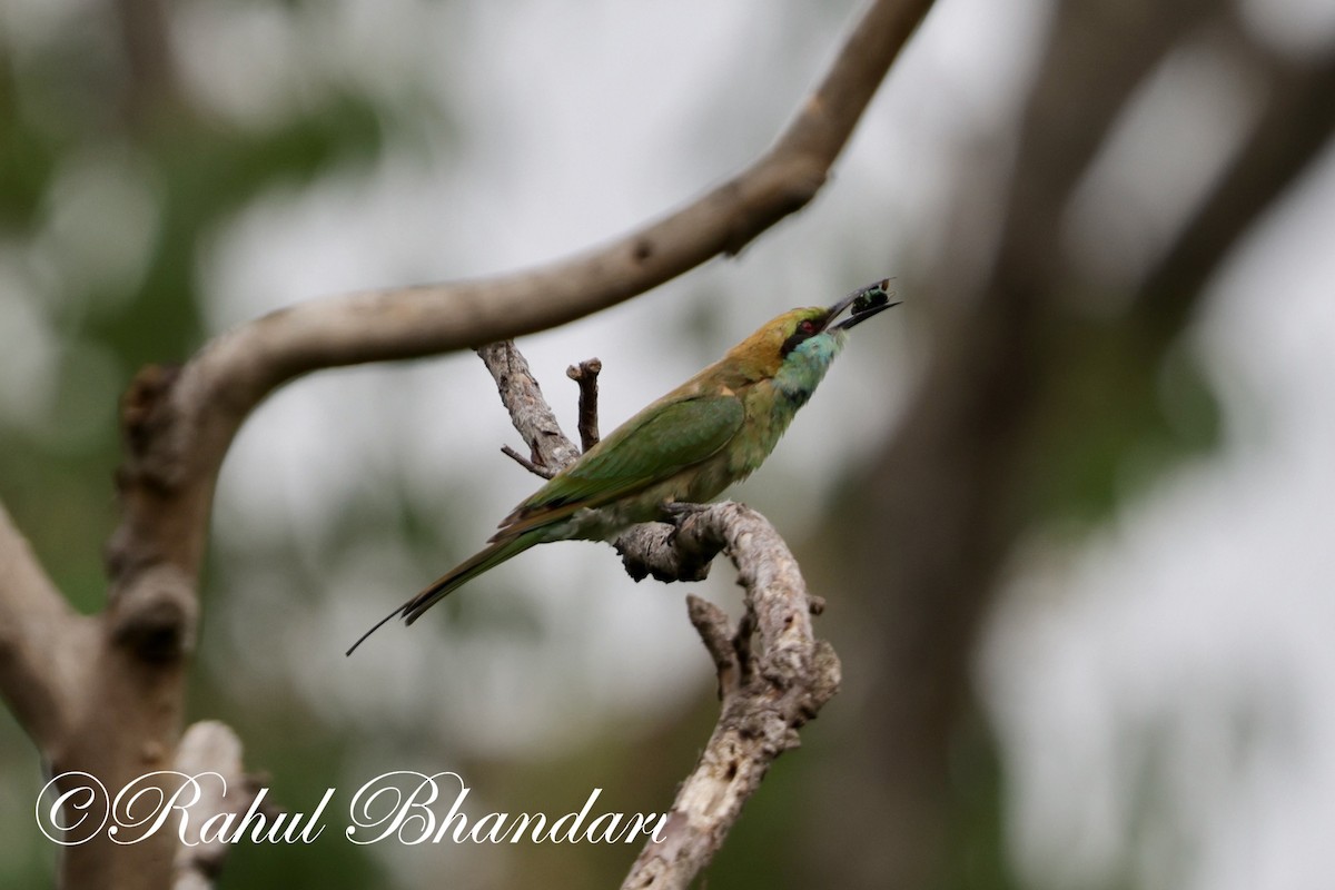 Asian Green Bee-eater - ML620367776