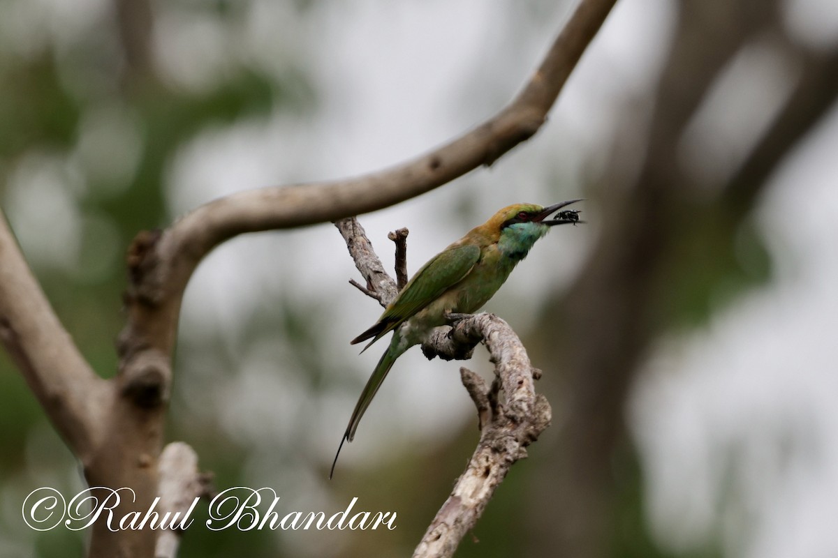 Asian Green Bee-eater - ML620367777