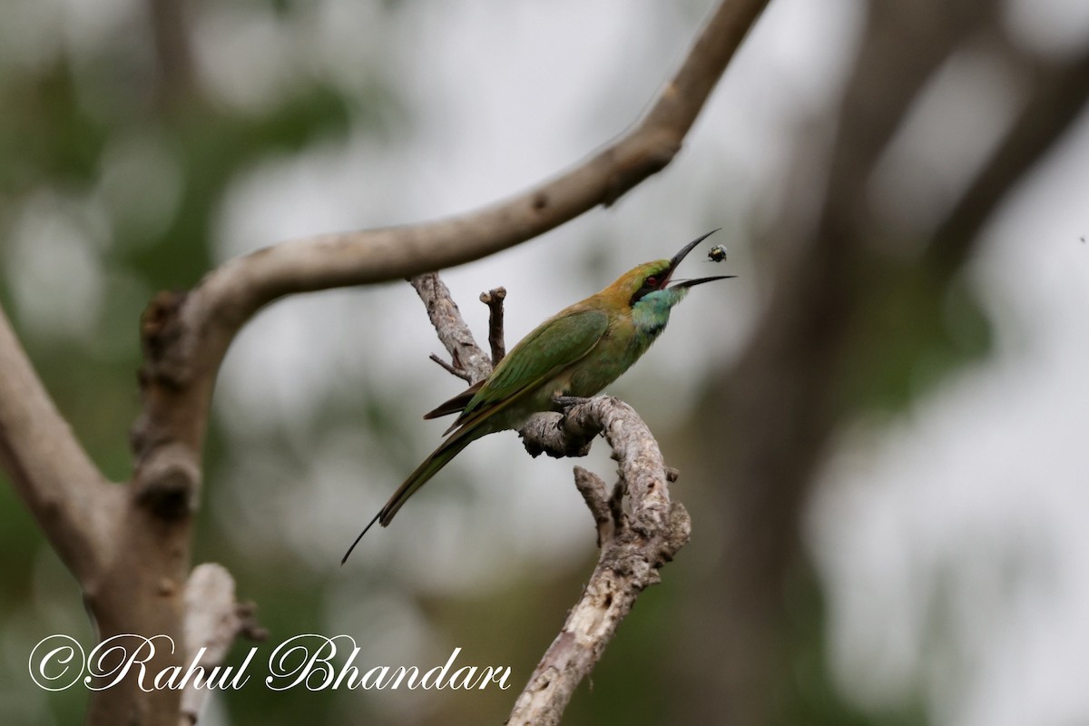 Asian Green Bee-eater - ML620367778