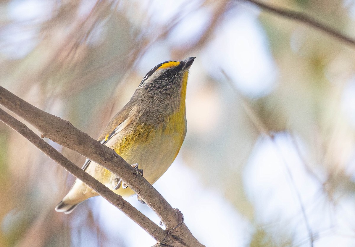 Striated Pardalote (Yellow-tipped) - ML620367781