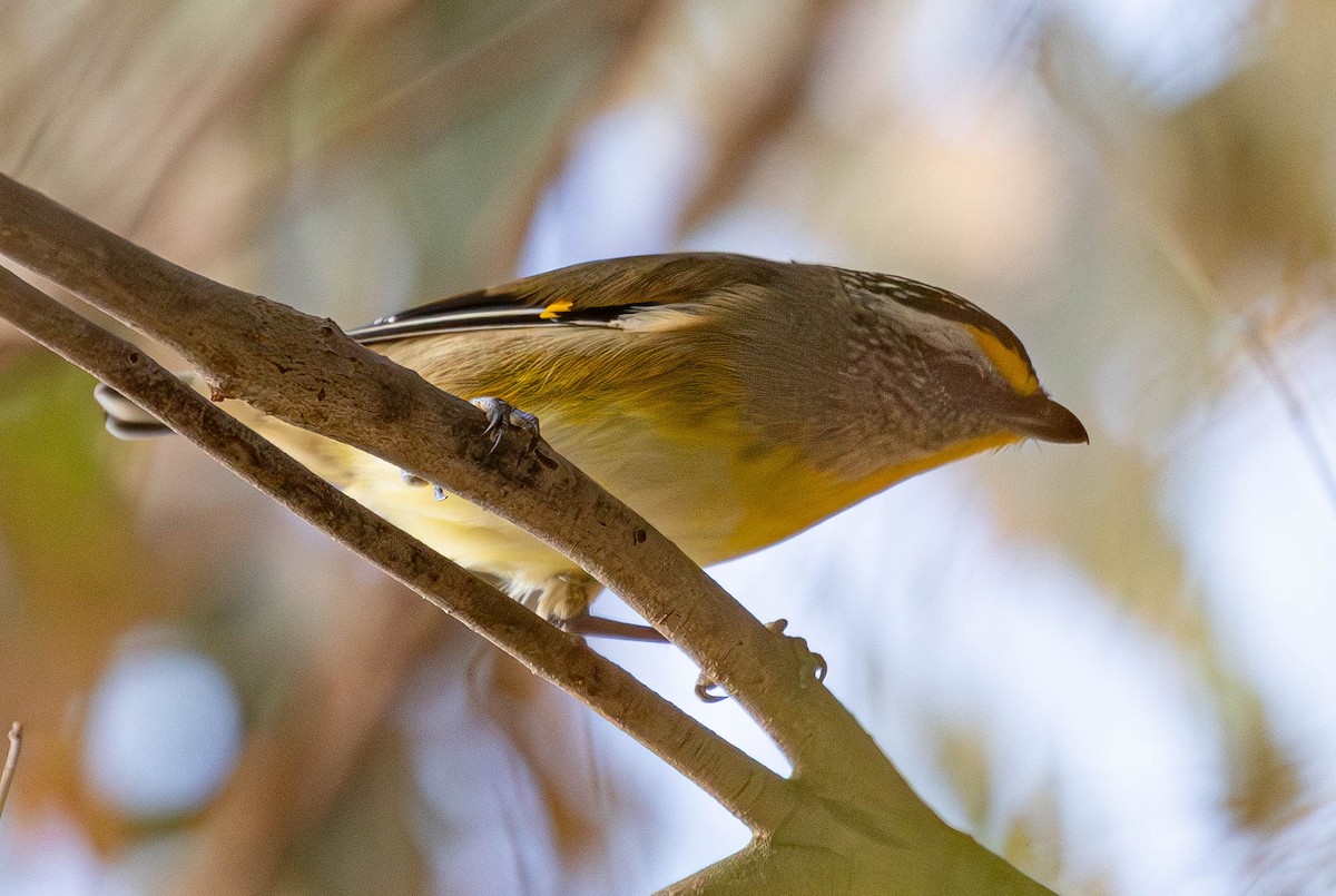 Striated Pardalote (Yellow-tipped) - ML620367782