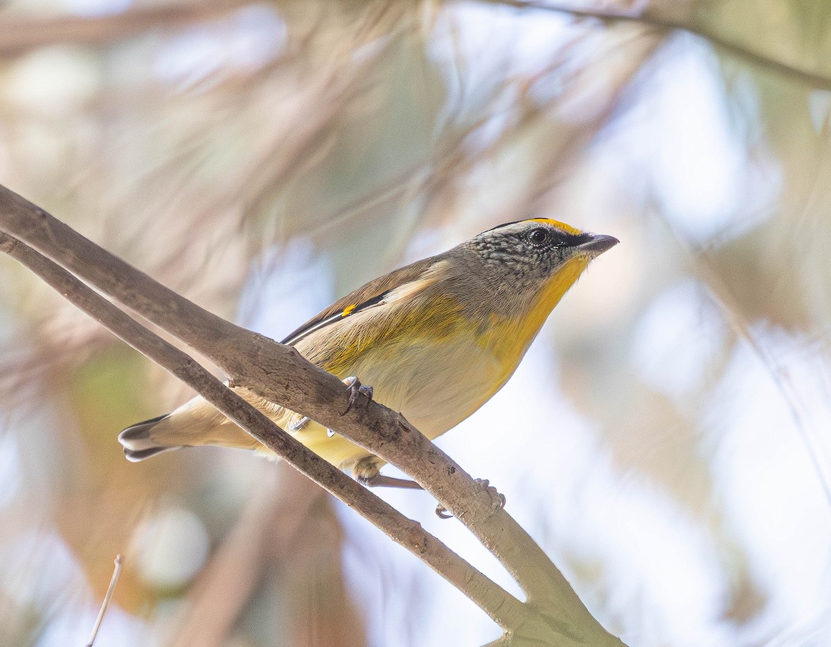 Striated Pardalote (Yellow-tipped) - ML620367783