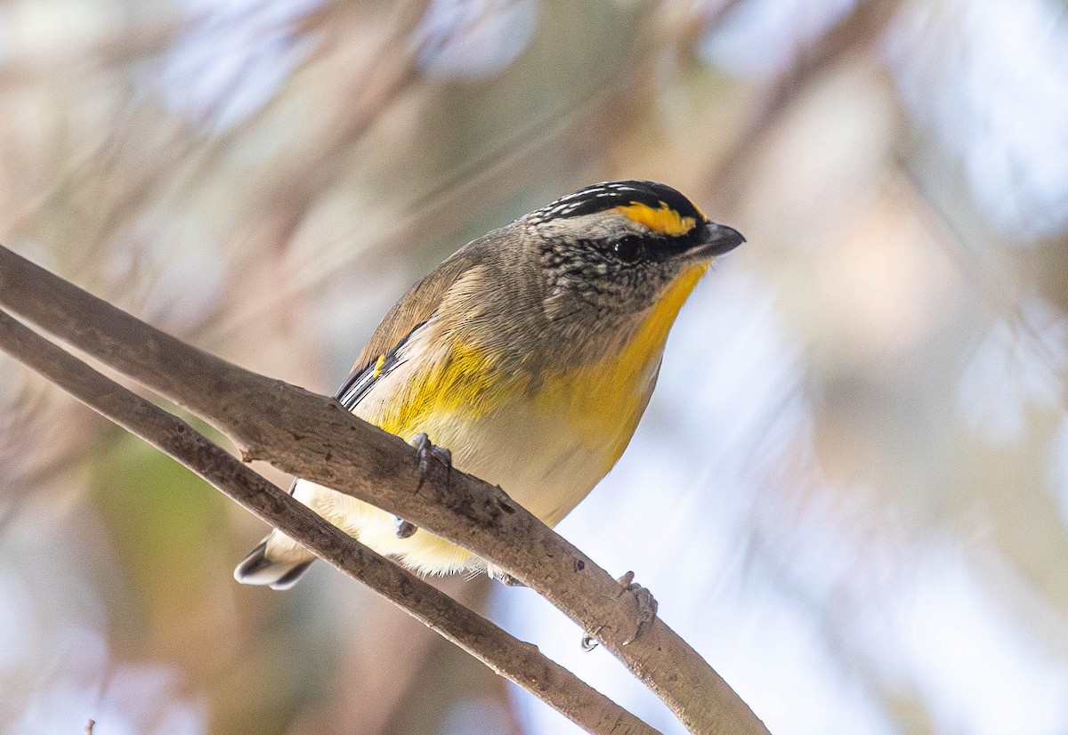 Striated Pardalote (Yellow-tipped) - ML620367784
