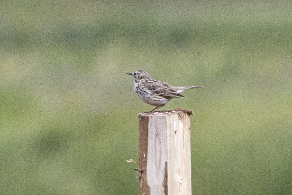 Meadow Pipit - ML620367785