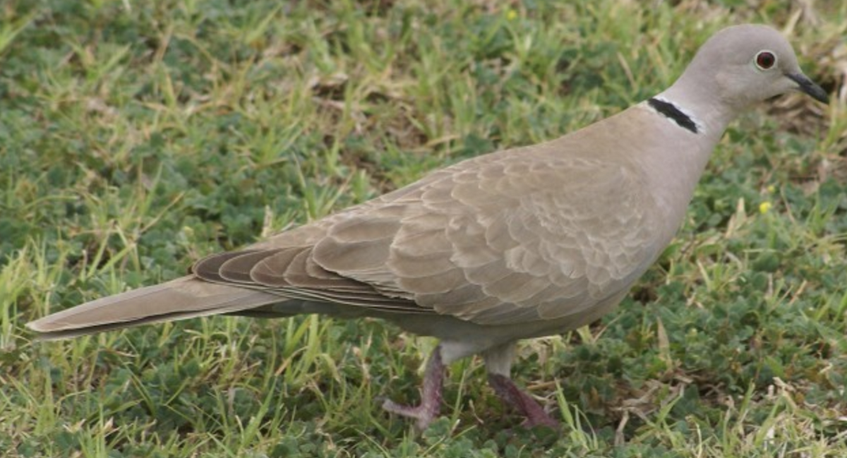 Eurasian Collared-Dove - ML620367796