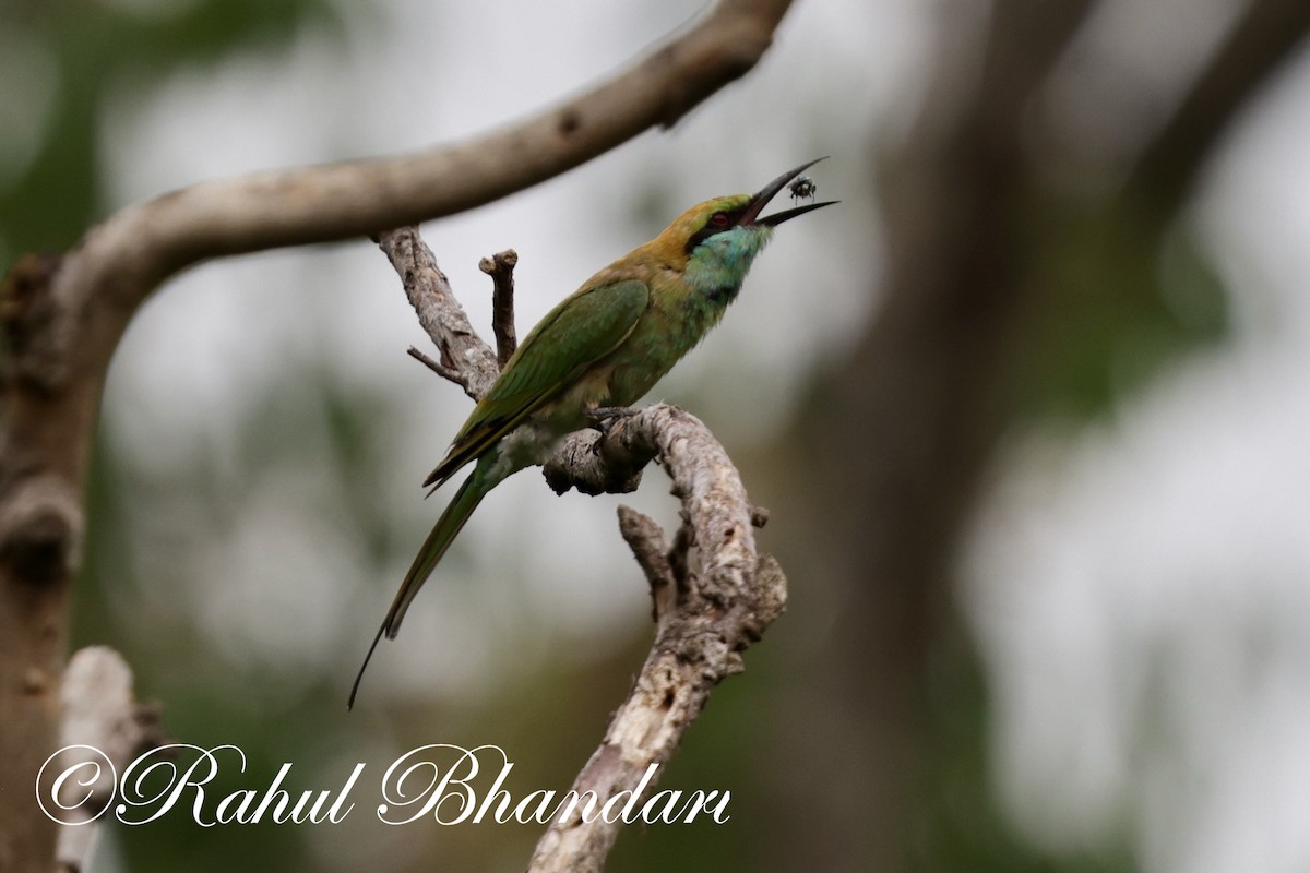 Asian Green Bee-eater - ML620367804