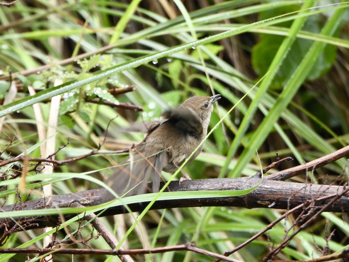 Taiwan Bush Warbler - ML620367810