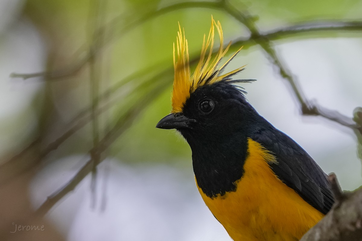 Sultan Tit (Yellow-crested) - ML620367822