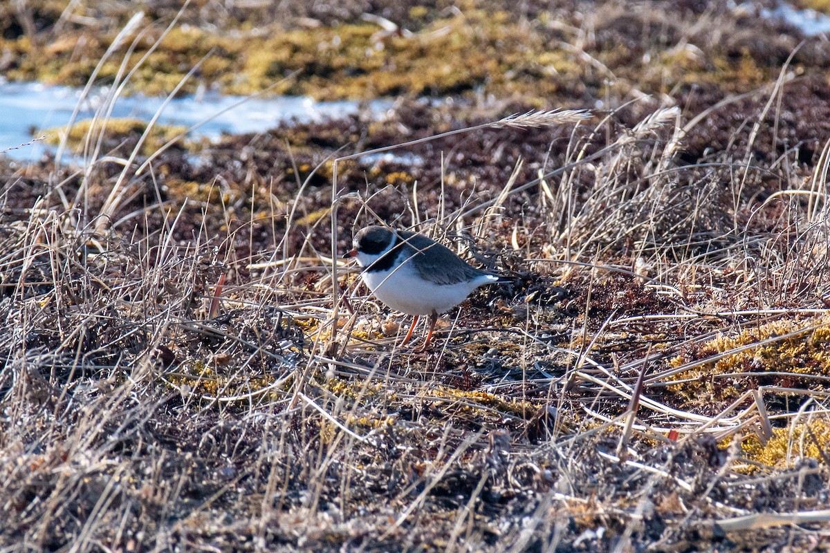 Semipalmated Plover - ML620367829