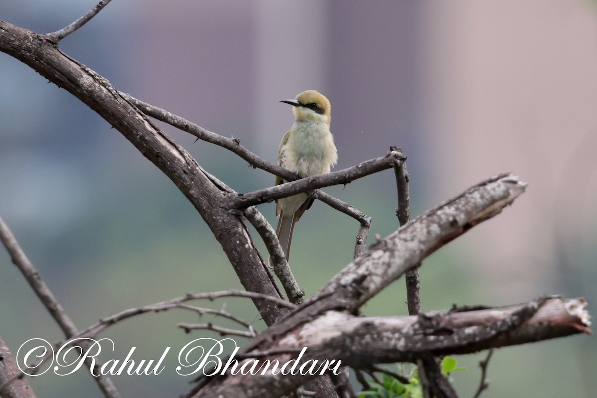Asian Green Bee-eater - ML620367831