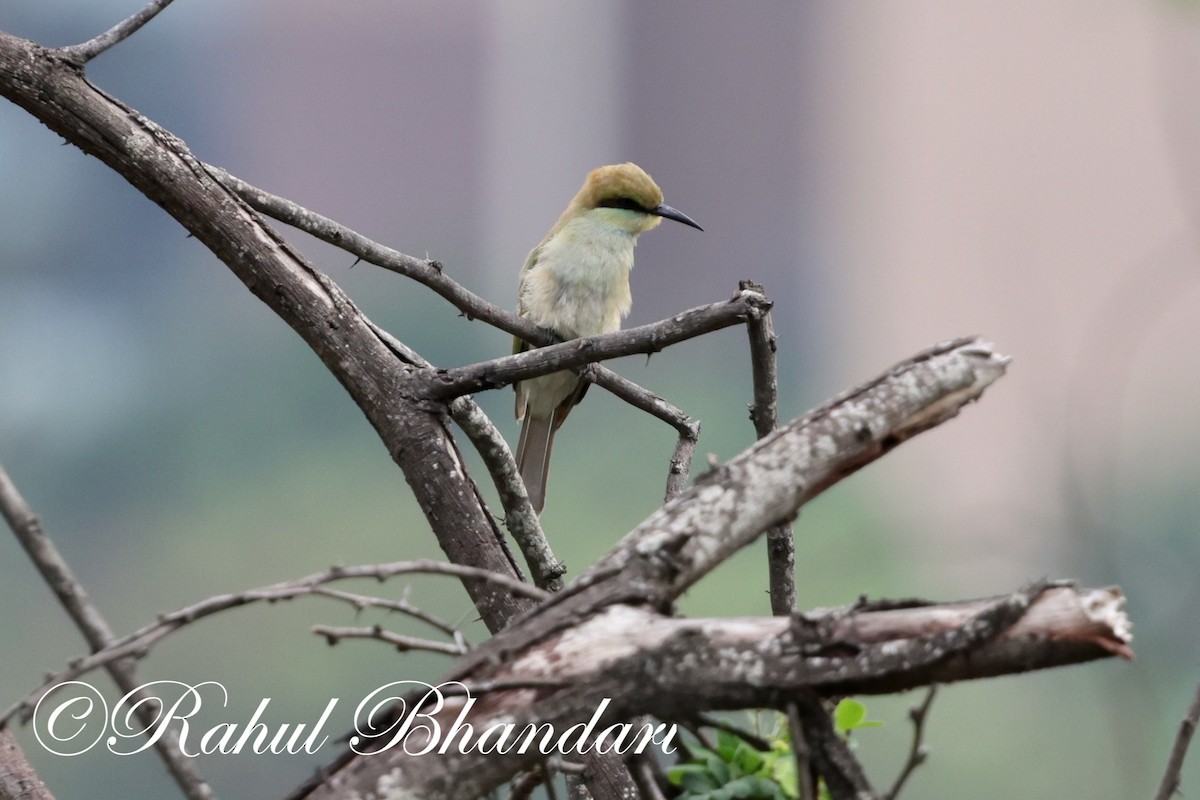 Asian Green Bee-eater - ML620367832