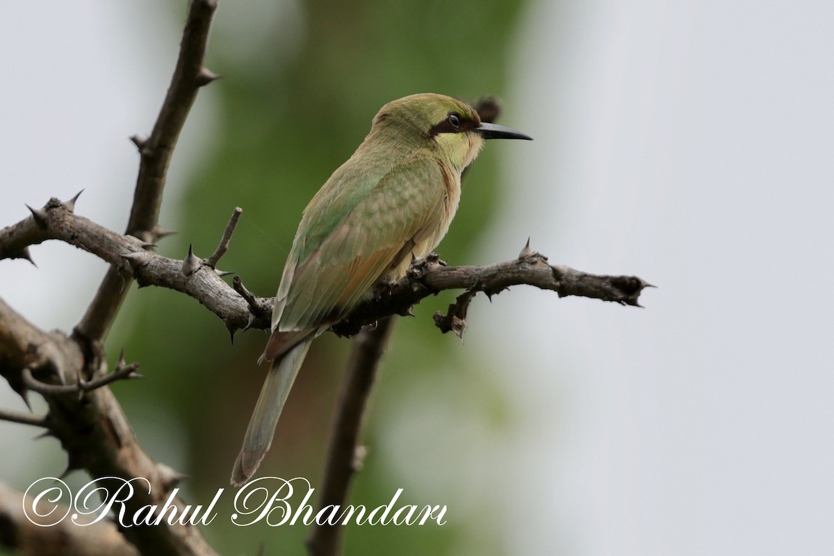 Asian Green Bee-eater - ML620367833