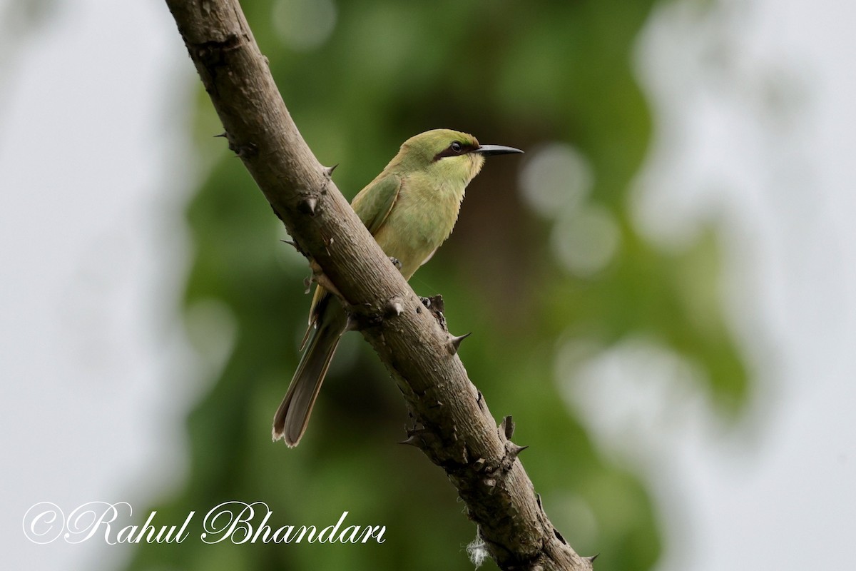 Asian Green Bee-eater - ML620367834