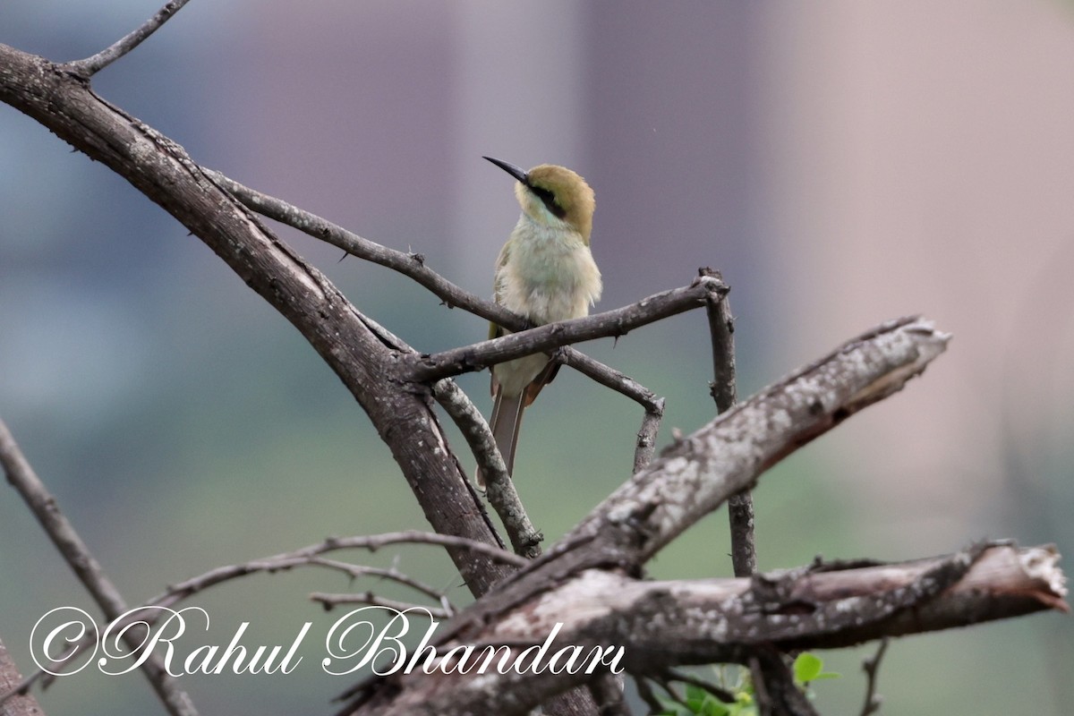 Asian Green Bee-eater - ML620367835