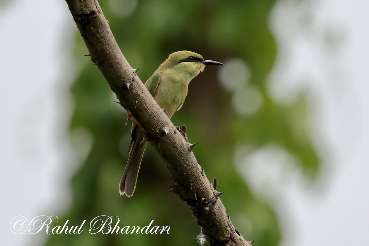 Asian Green Bee-eater - ML620367836