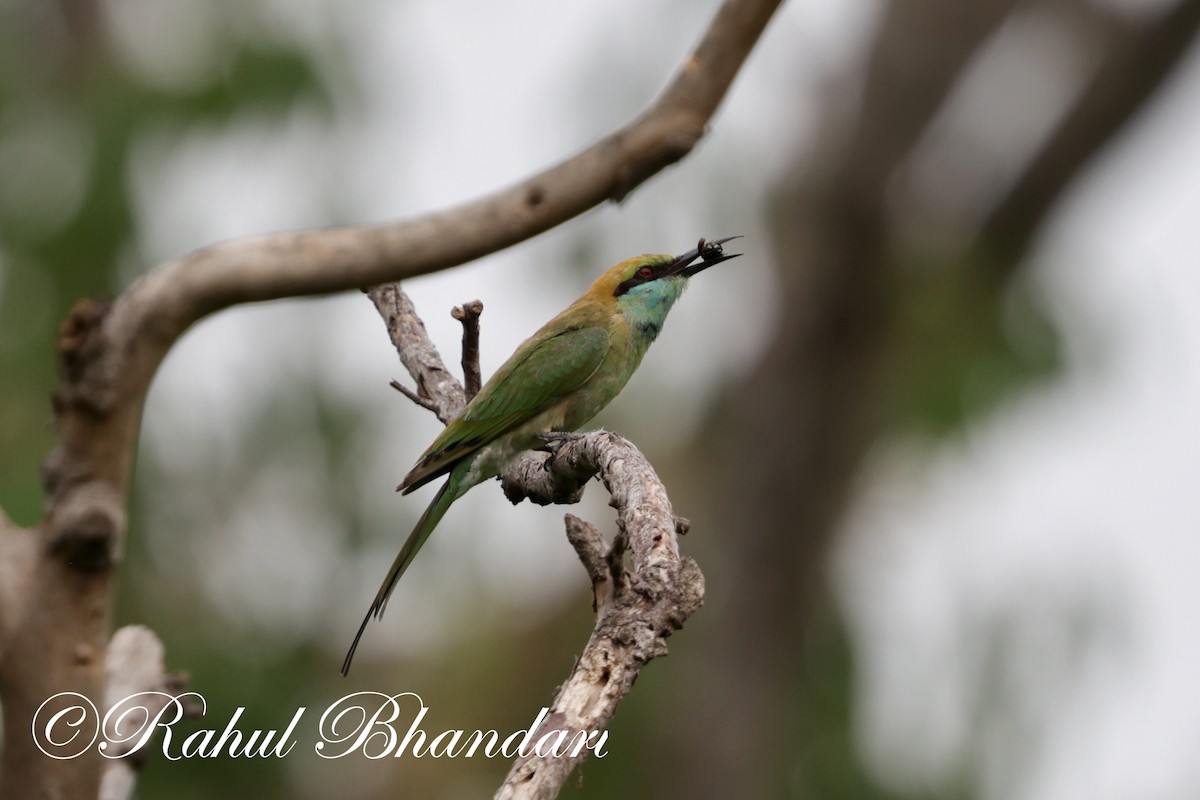 Asian Green Bee-eater - ML620367837