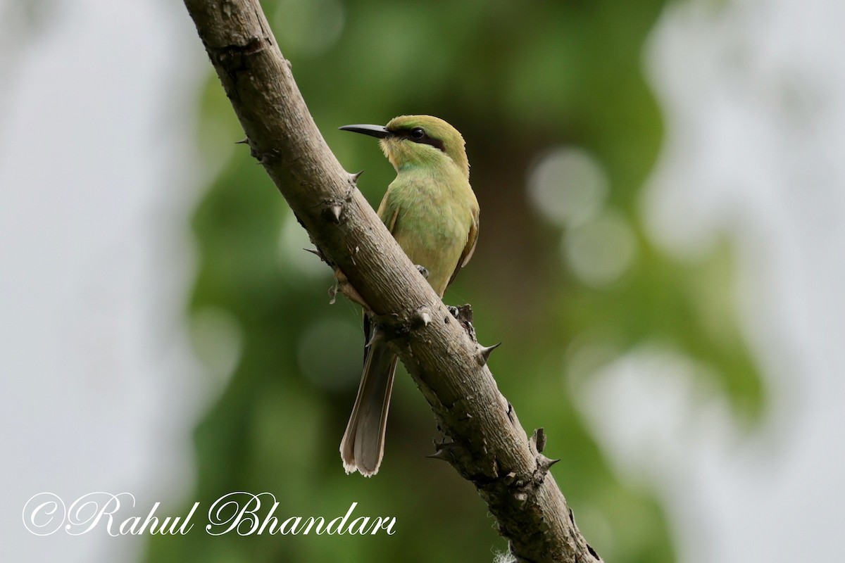 Asian Green Bee-eater - ML620367838
