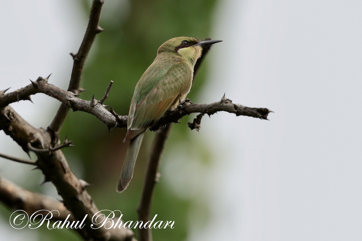 Asian Green Bee-eater - ML620367839