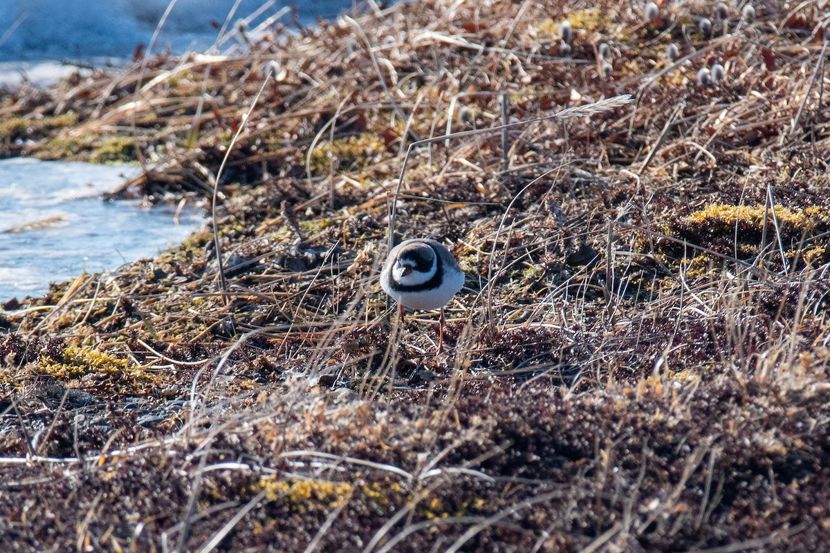 Semipalmated Plover - ML620367841