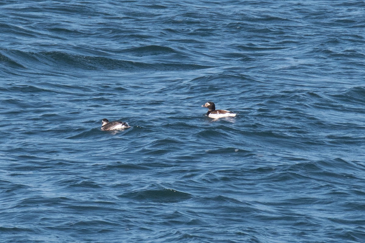 Long-tailed Duck - ML620367842