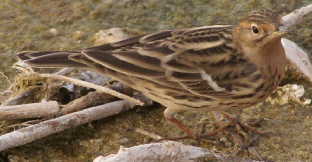 Red-throated Pipit - ML620367843