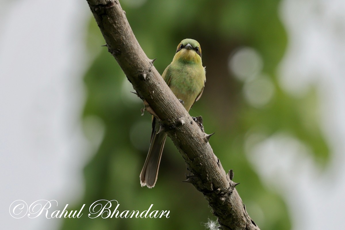 Asian Green Bee-eater - ML620367862