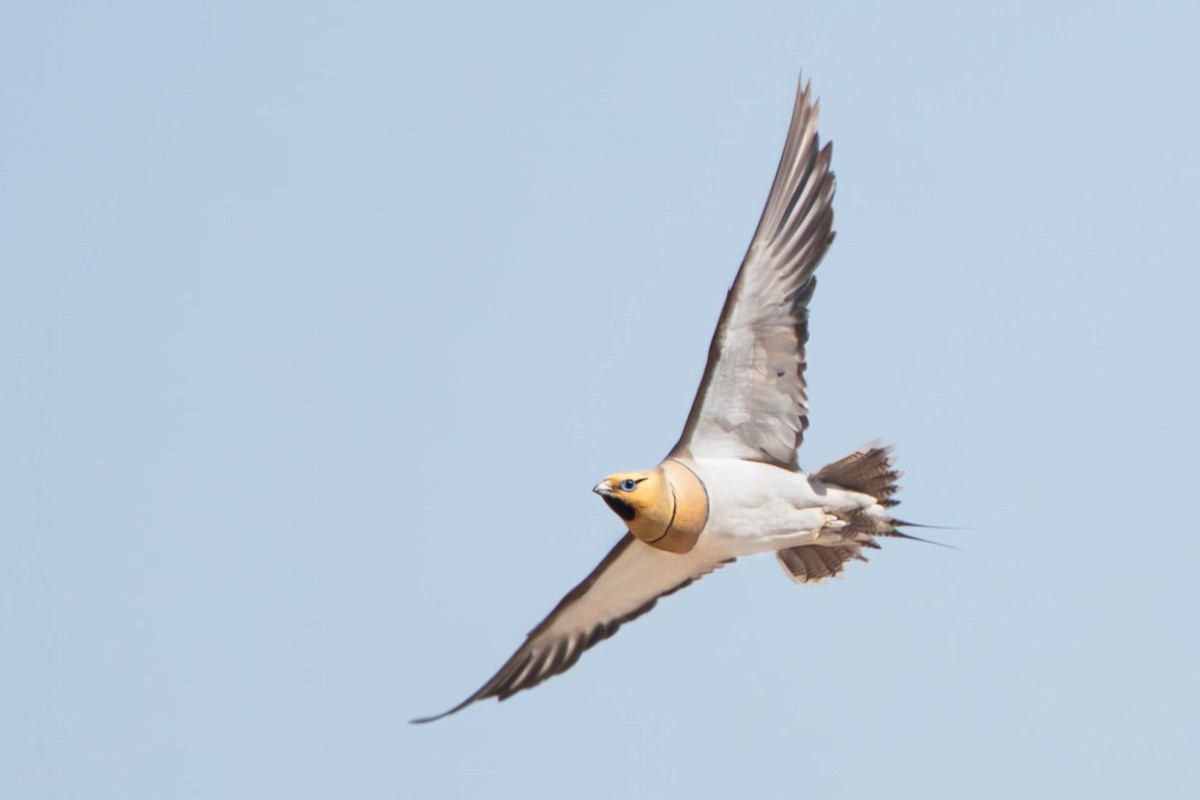 Pin-tailed Sandgrouse - ML620367868