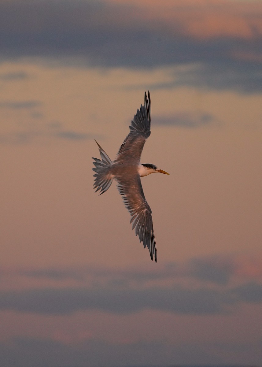 Great Crested Tern - ML620367885