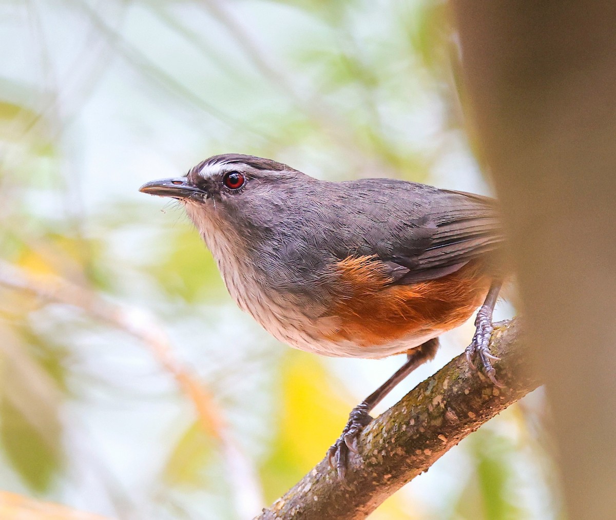 Ashambu Laughingthrush - ML620367887