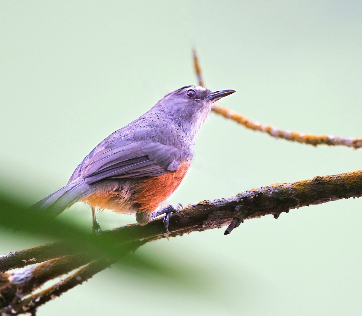 Ashambu Laughingthrush - ML620367889