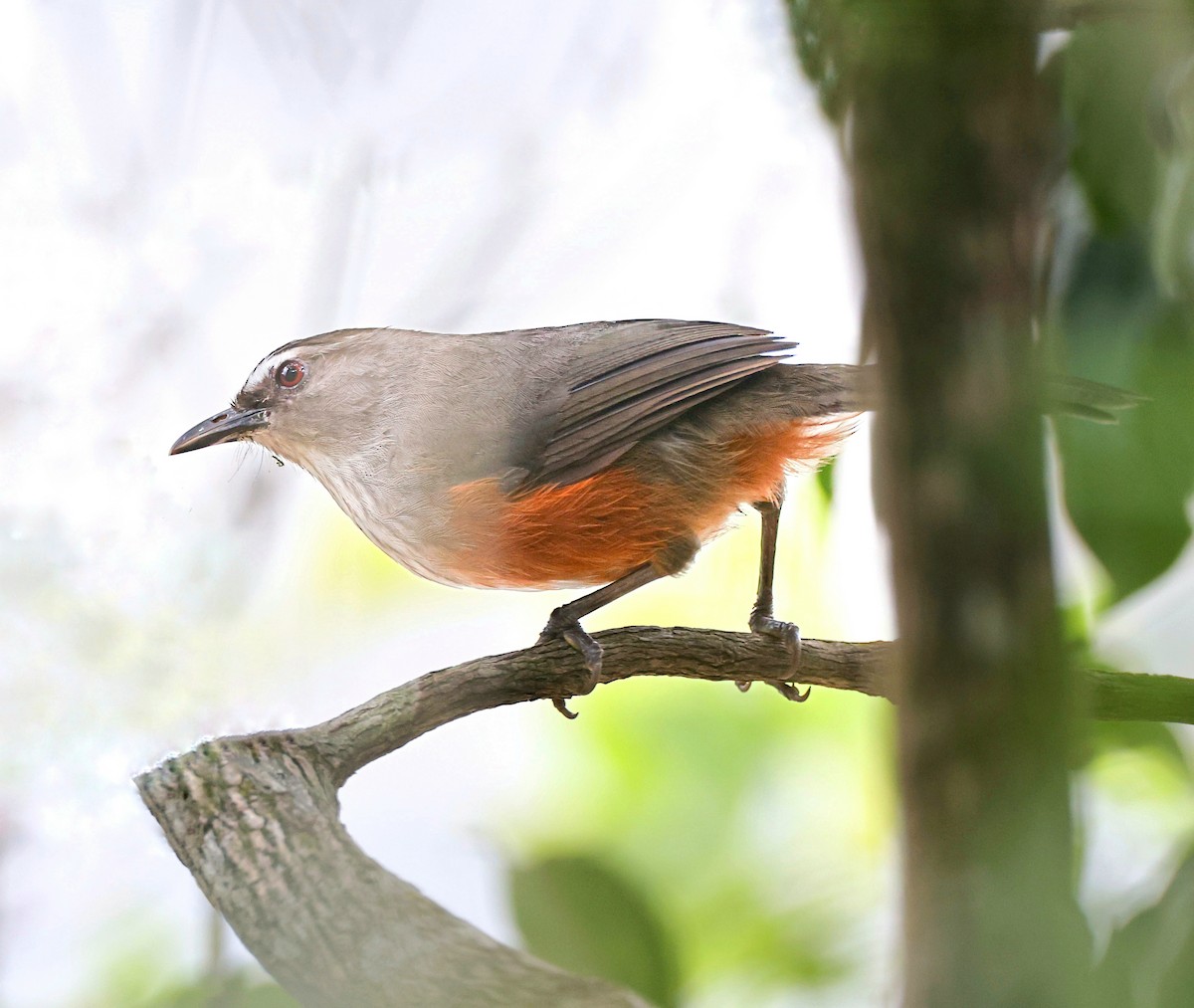 Ashambu Laughingthrush - ML620367890