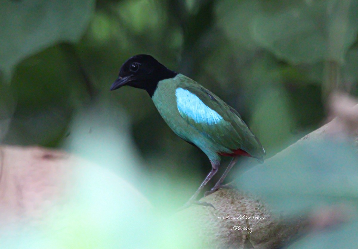 綠胸八色鳥(sordida/palawanensis) - ML620367891