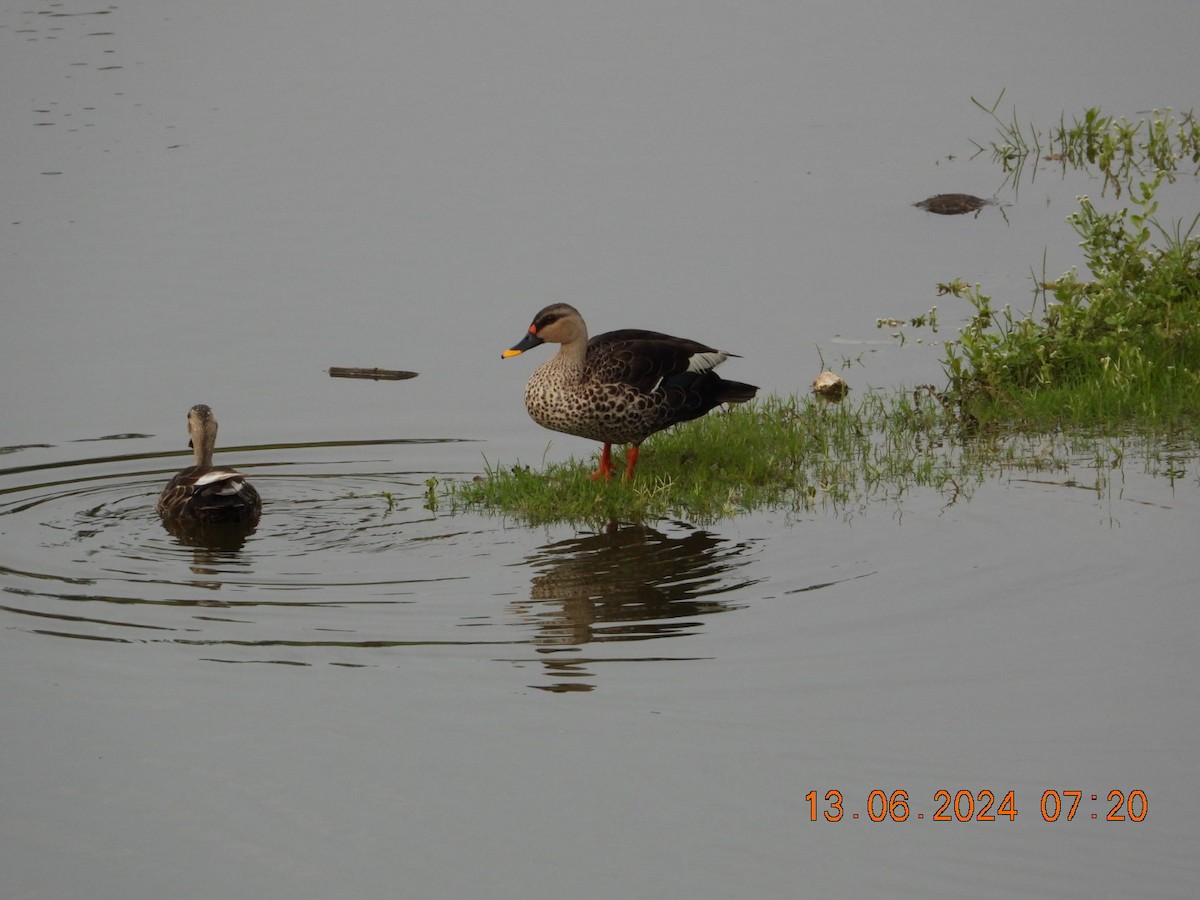 Indian Spot-billed Duck - ML620367893