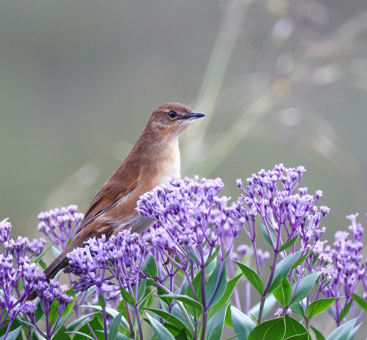 Broad-tailed Grassbird - ML620367897