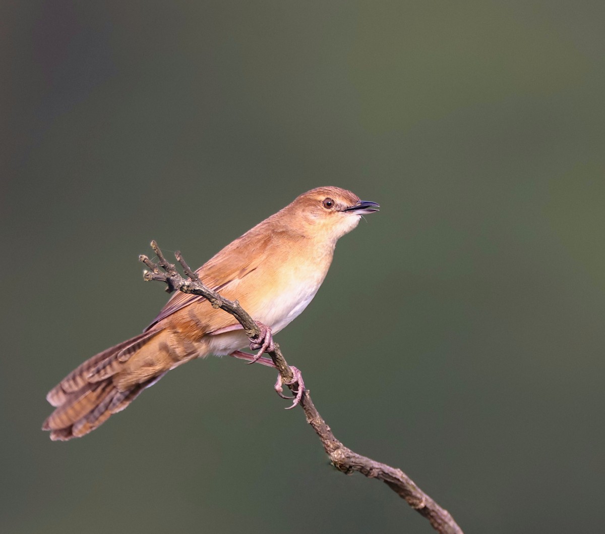 Broad-tailed Grassbird - ML620367898