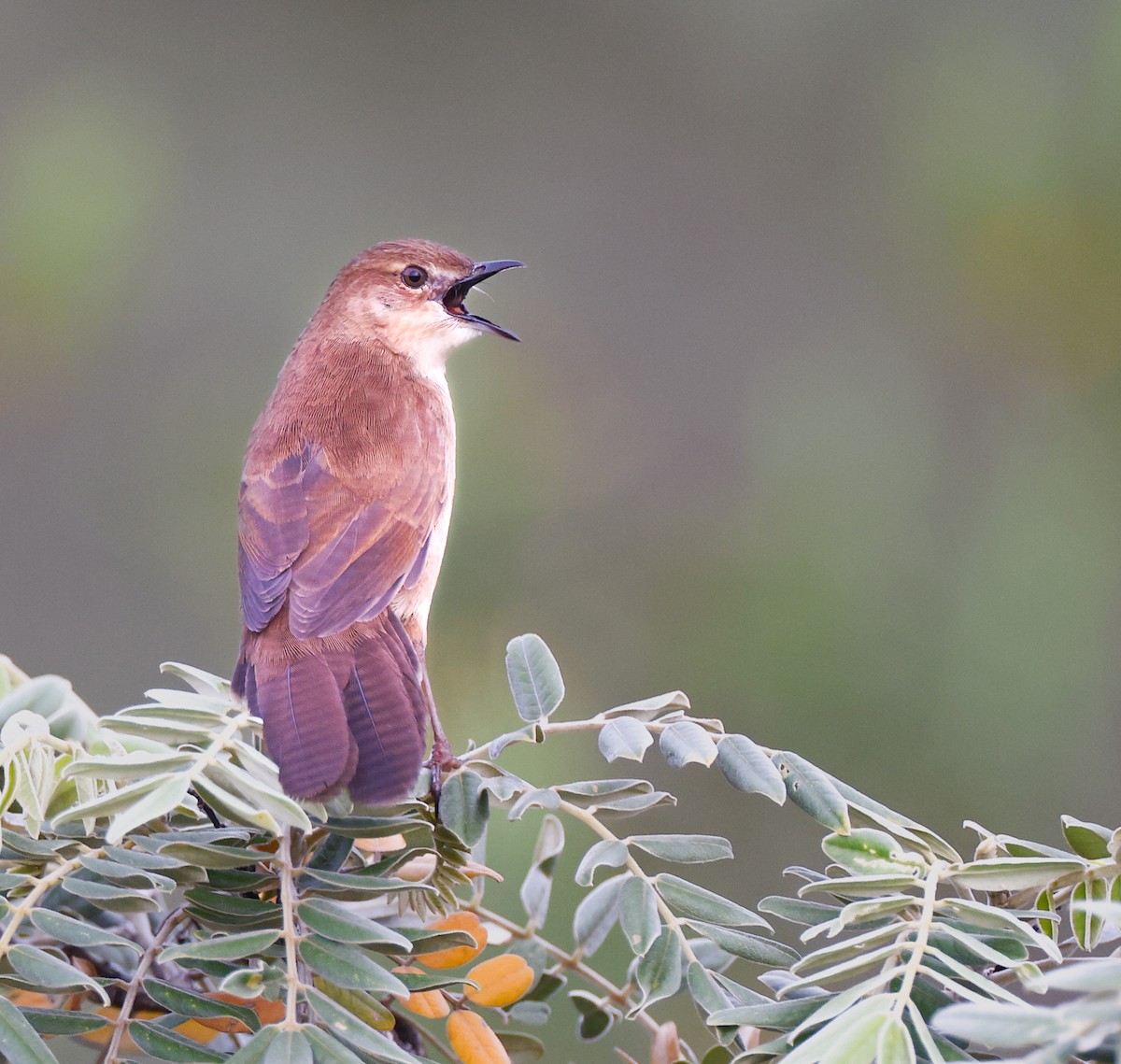 Broad-tailed Grassbird - ML620367899