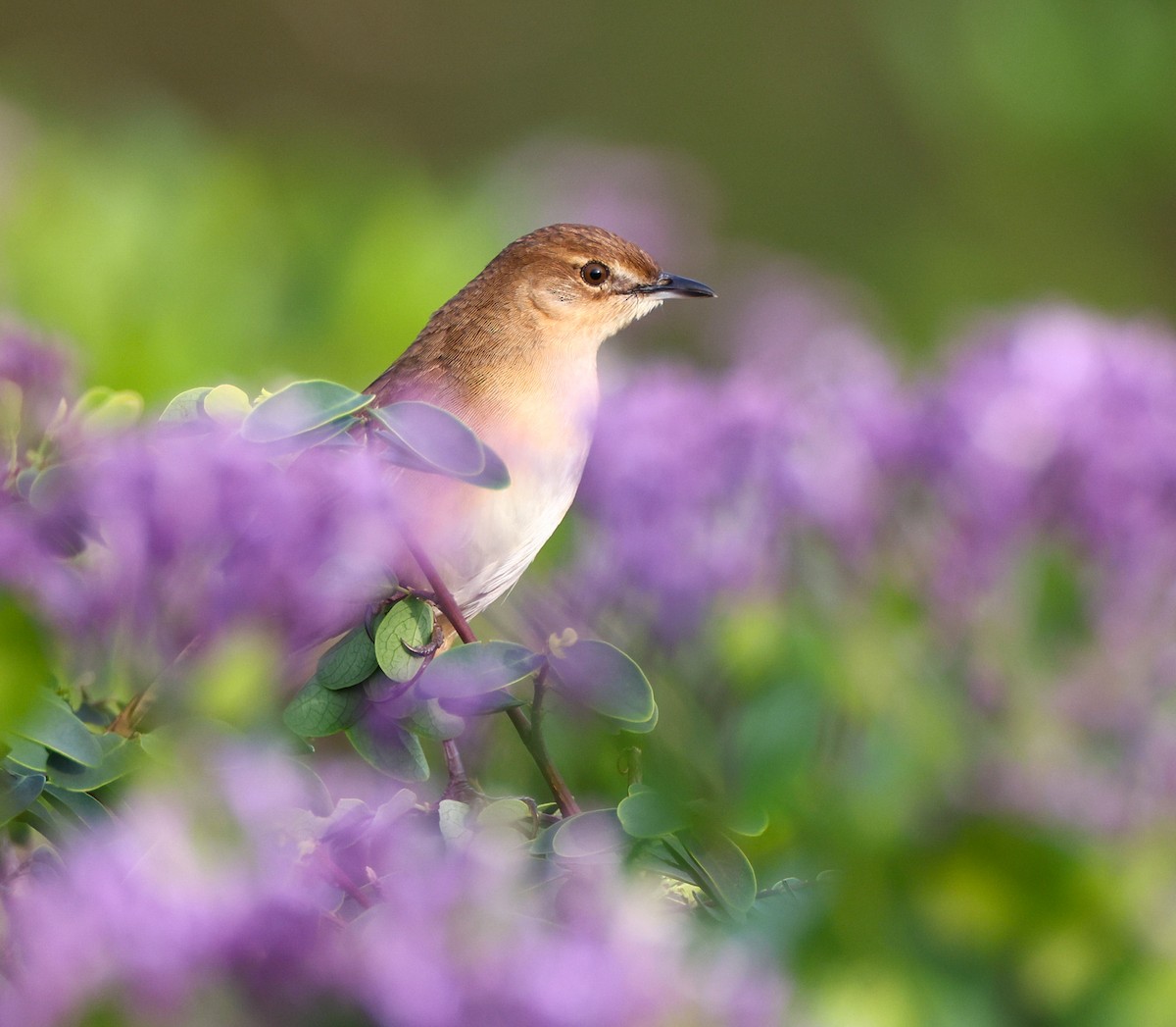 Broad-tailed Grassbird - ML620367900