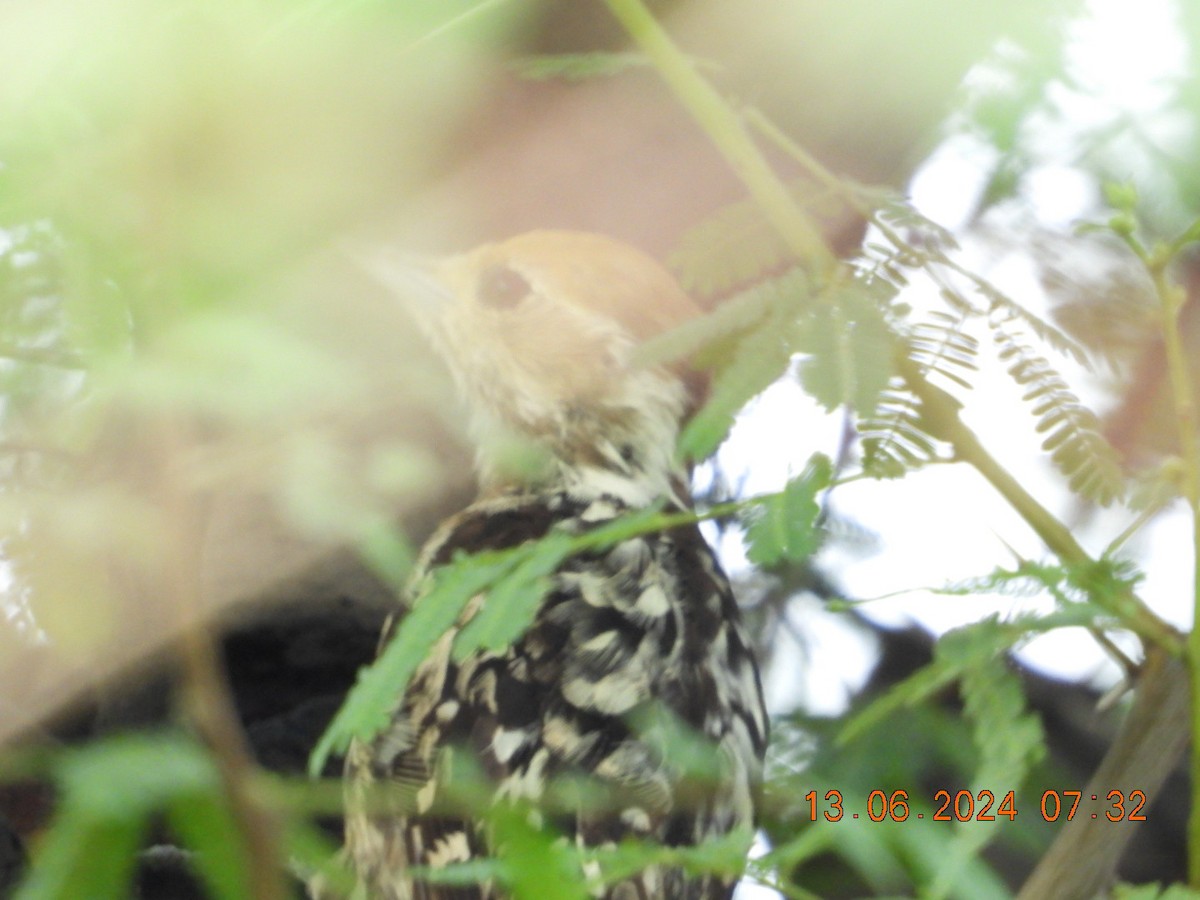 Yellow-crowned Woodpecker - ML620367903