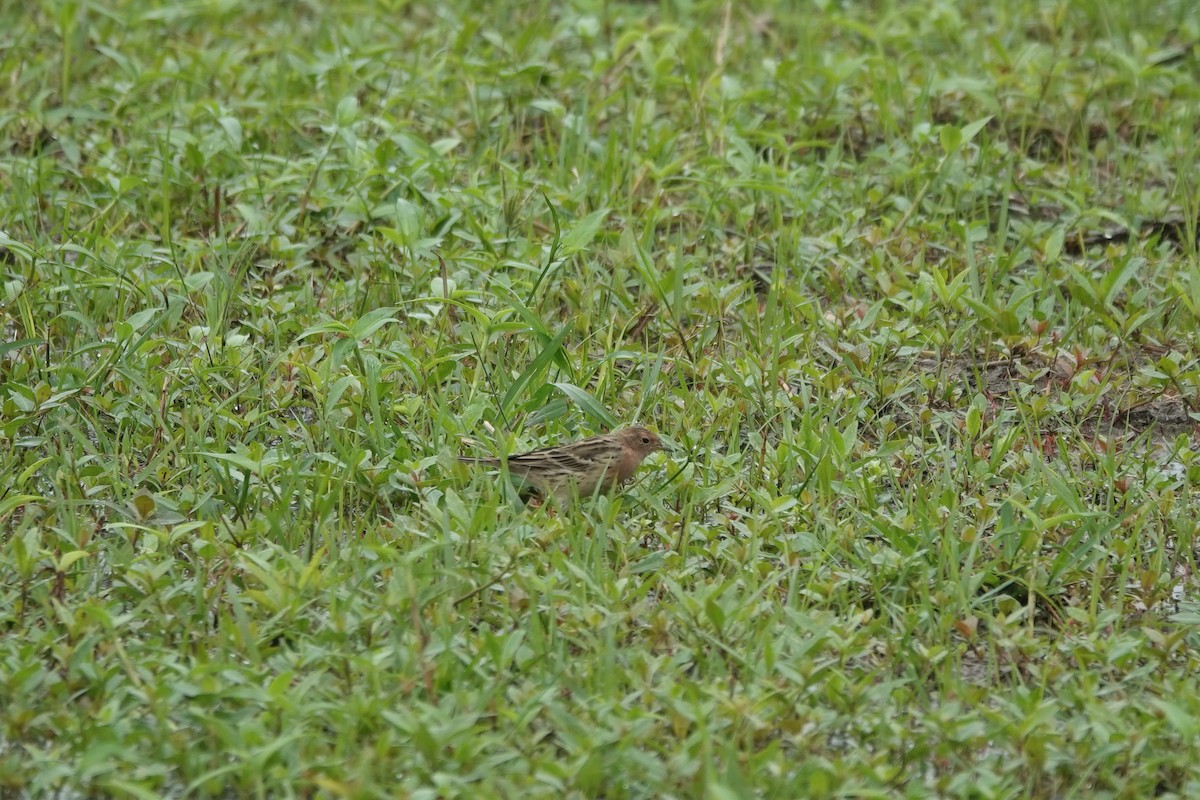 Red-throated Pipit - ML620367920