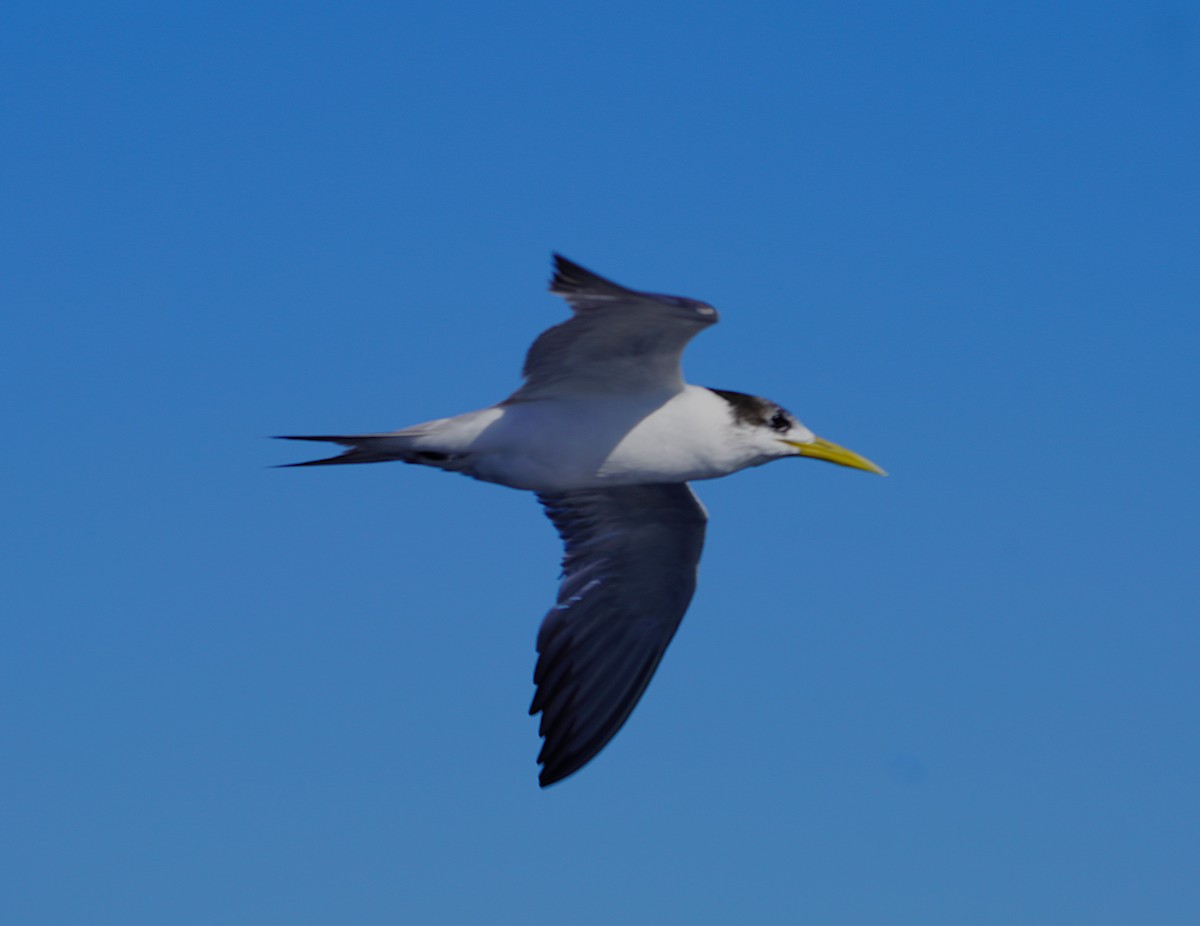 Great Crested Tern - ML620367924
