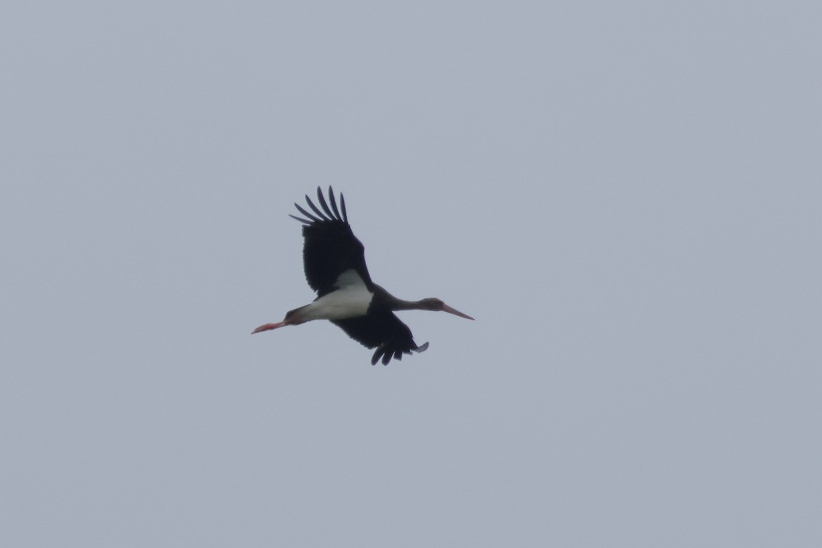 Black Stork - ML620367968