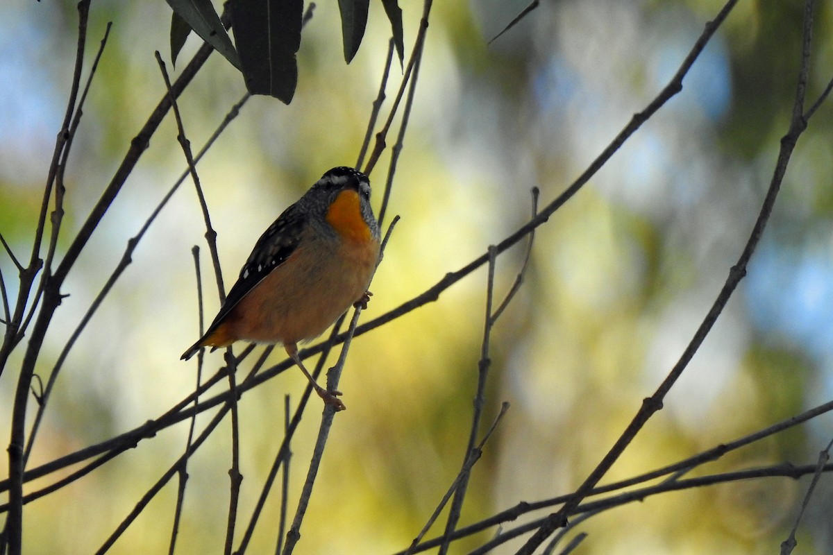 Spotted Pardalote - ML620367969