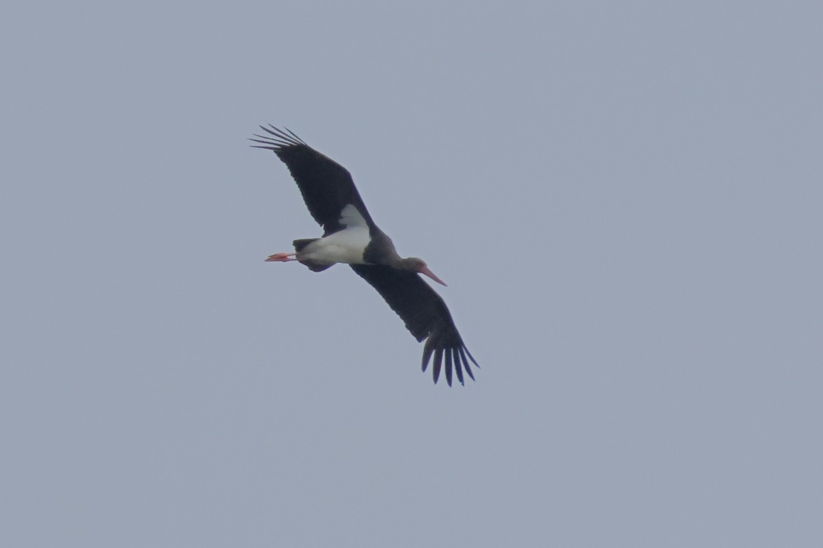 Black Stork - ML620367972