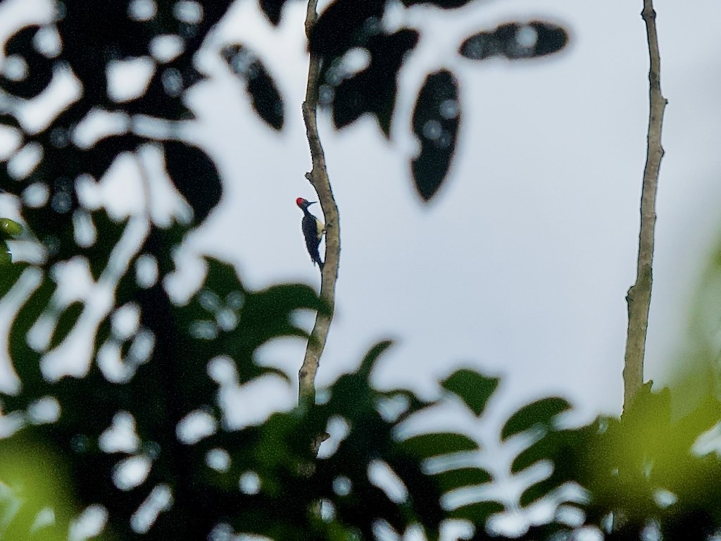 White-bellied Woodpecker - ML620367977