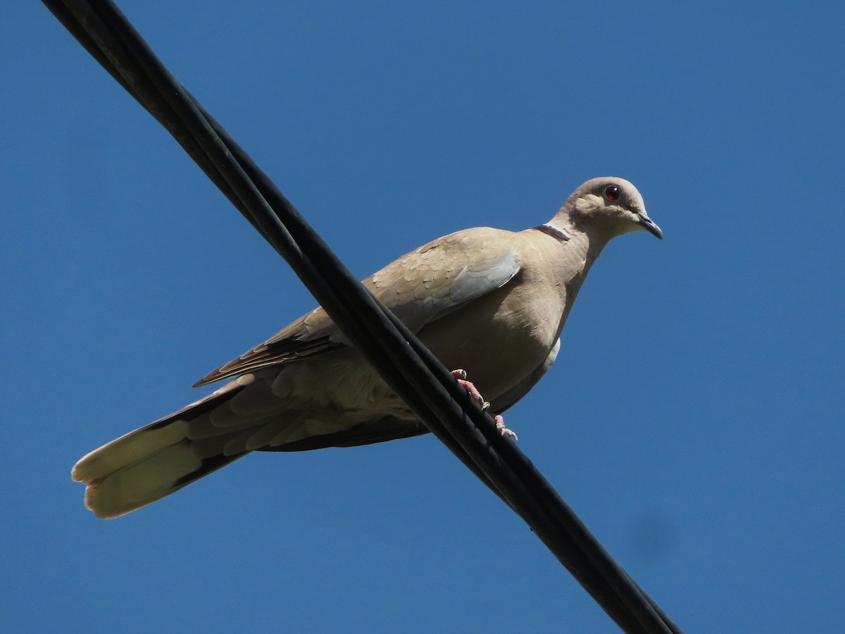 Eurasian Collared-Dove - ML620367991