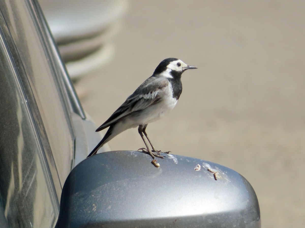 White Wagtail - ML620367995